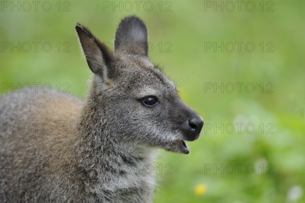 Close-up of a young kangaroo with open mouth in front of a blurred green background, red-necked