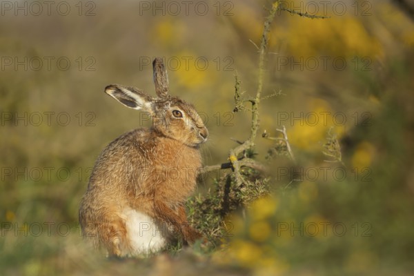 European brown hare (Lepus europaeus) adult animal in grassland next to a Gorse bush, England,