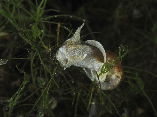 A river cover snail, Viviparus viviparus, moving on aquatic plants, Wildsau dive site, Berlingen,