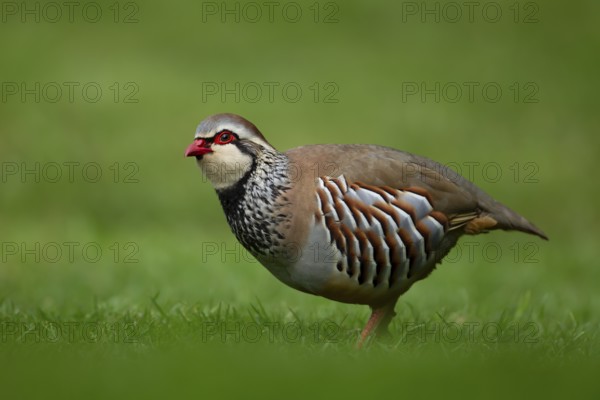 Red legged or French partridge (Alectoris rufa) adult bird on an urban garden grass lawn, England,