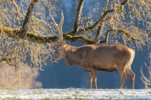 A red deer stag (Cervus elaphus) stands in the first light of day on a meadow covered in hoar frost