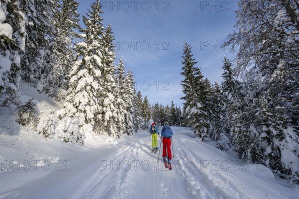 Two ski tourers in a snowy forest, ascent to Simetsberg, Estergebirge, Bavarian Prealps, Bavaria