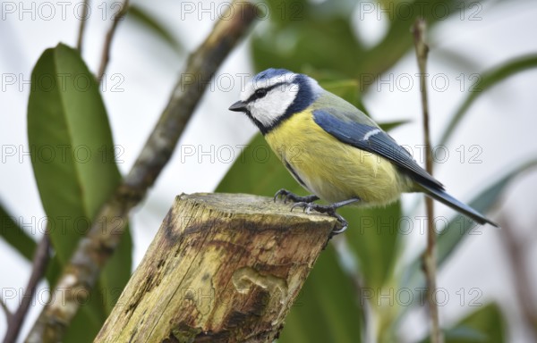 Blue tit (Cyanistes caeruleus) on a branch in cherry laurel, (Prunus laurocerasus)