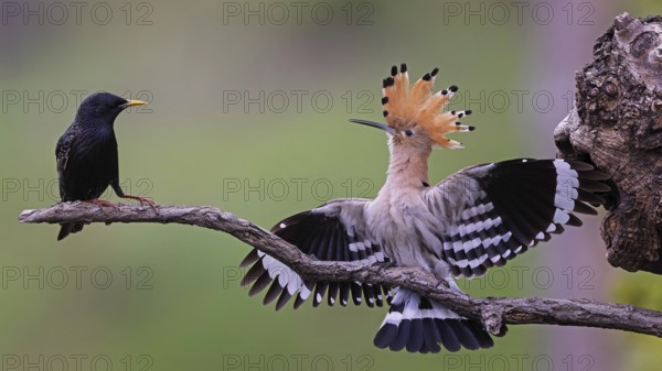 Hoopoe (Upupa epops) Bird of the Year 2022, defends breeding cavity against starling (Sturnus