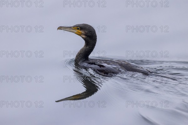 A cormorant swims calmly through the water, its reflection can be seen below, Cormorant,