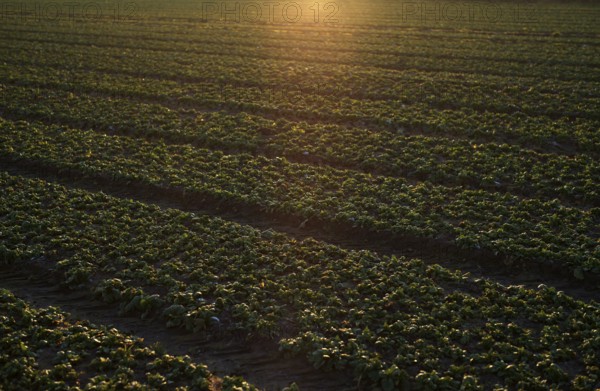 Agriculture cultivation of field lettuce, lamb's lettuce, on field, winter field, vegetables,