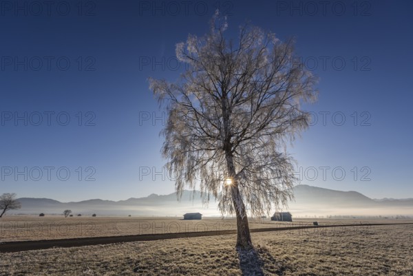 Tree, birch, hoarfrost, sunbeams, fog, path, backlight, sunny, mountain landscape, winter,