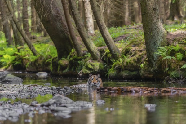 One young female Siberian Tiger, Panthera tigris altaica, lying resting in the cool fresh water of