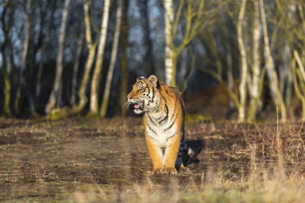 One young female Siberian Tiger, Panthera tigris altaica, running thru a birch tree forest. Early