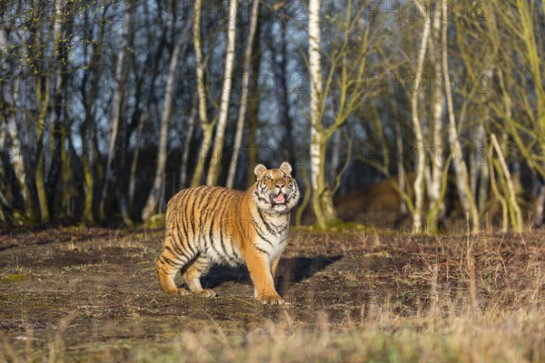 One young female Siberian Tiger, Panthera tigris altaica, running thru a birch tree forest. Early