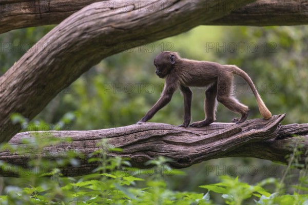 One baby Gelada (Theropithecus gelada), or bleeding-heart monkey balancing on a log. A green forest
