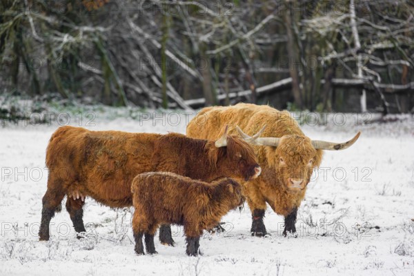 A family of Highland cattle (Bos primigenius), a bull, a cow and a calf are standing at the edge of