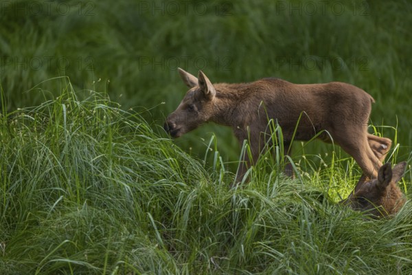 Two baby moose or elk, Alces alces, (19 days old, born May 8, 2020 on a meadow with tall fresh