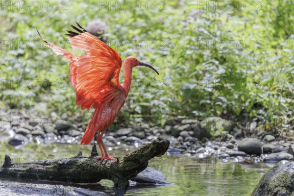 A scarlet ibis (Eudocimus ruber) stands on the riverbank and flaps its wings in the beautiful
