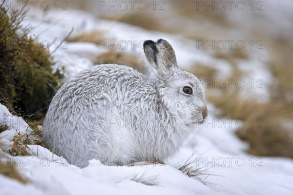 Mountain hare, alpine hare, snow hare (Lepus timidus) in white winter pelage resting in the hills