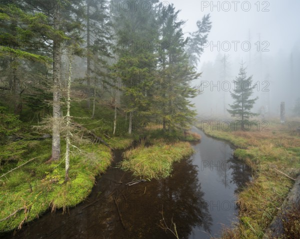 Swampy forest with stream at the Großer Arbersee in the fog, Bavarian Forest, Lower Bavaria,