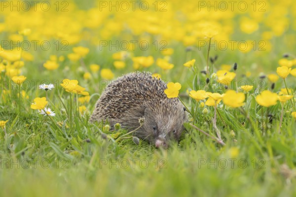 European hedgehog (Erinaceus europaeus) adult animal in a spring time meadow with flowering