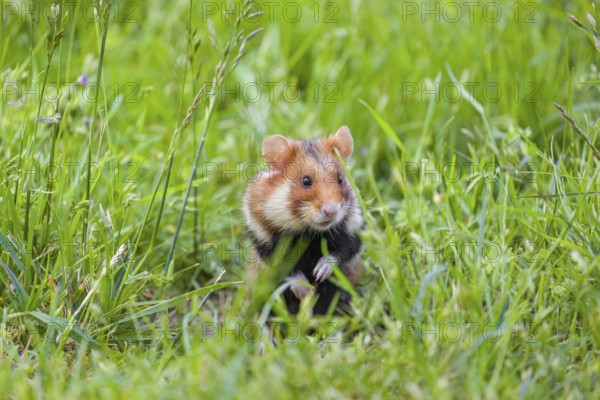 A European hamster (Cricetus cricetus), Eurasian hamster, black-bellied hamster or common hamster,