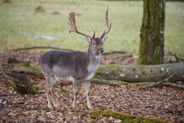 Fallow deer (Dama dama), deer standing elegantly in autumn forest with leaves on the ground,