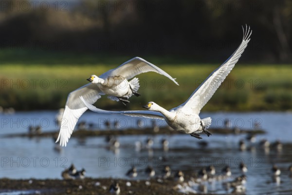 Tundra Swan, Bewick's Swan, Cygnus columbianus in flight at winter in Slimbridge, England, United