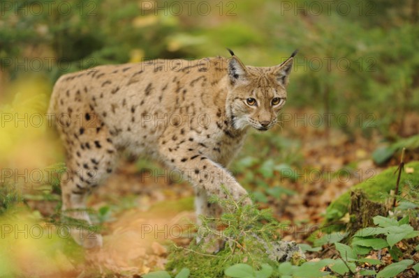 A lynx sneaks through the forest, its eyes full of curiosity in the quiet forest environment,