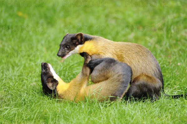 Two playful martens in a meadow, one lying on its back, coloured martens, Charsas (Martes