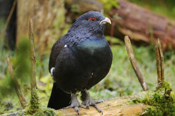 A dark capercaillie with red eyes sitting on a piece of wood in the forest, Capercaillie (Tetrao