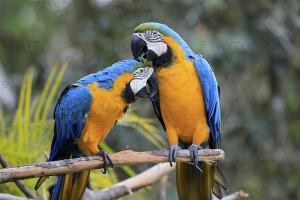 Yellow-breasted Macaw (Ara ararauna), adult, perch, pair, social behaviour, plumage care, South