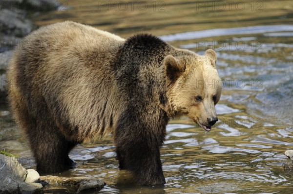 Garden tiger moth standing in a river with an alert expression on its face, Eurasian brown bear