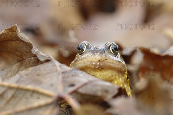 Common frog (Rana temporaria) adult amphibian on a pile of fallen autumn leaves in a garden,