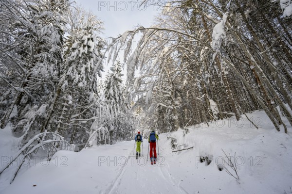 Two ski tourers in a snowy forest, ascent to Simetsberg, Estergebirge, Bavarian Prealps, Bavaria