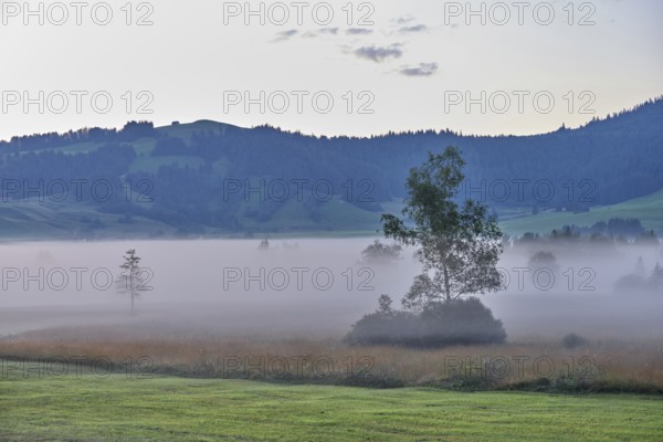 Morning atmosphere with trees in the early morning mist, Rothenthurm high moor, Canton Schwyz,