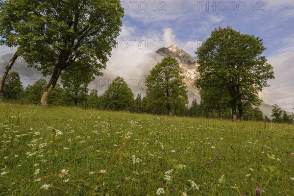 Sycamore maple trees, Acer pseudoplatanus, in summertime. Mountains in the background. Nature