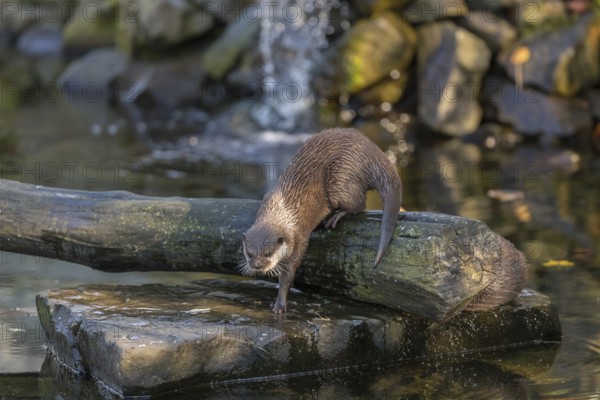 One oriental small-clawed otter or Asian small-clawed otter (Aonyx cinerea), in a creek in front of