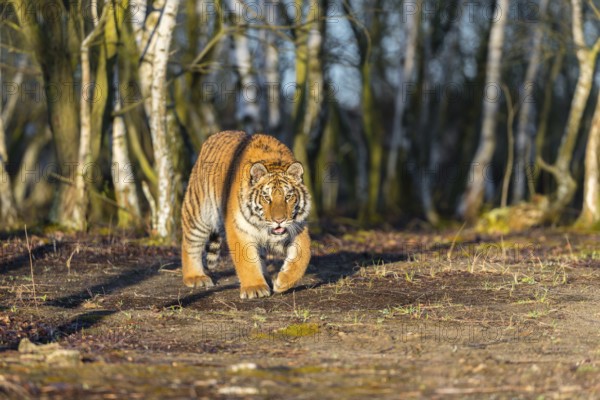 One young female Siberian Tiger, Panthera tigris altaica, running thru a birch tree forest. Early