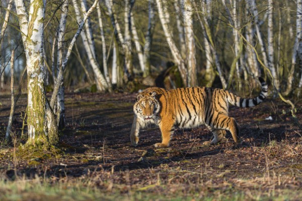 One young female Siberian Tiger, Panthera tigris altaica, running thru a birch tree forest. Early