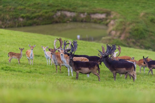 A herd of fallow deer (Dama dama) stands on a green meadow on hilly ground. A freshwater pond is in
