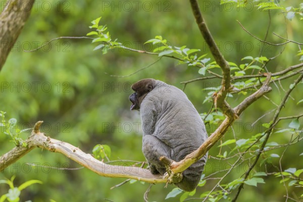 A common woolly monkey, brown woolly monkey, or Humboldt's woolly monkey (Lagothrix lagothricha)