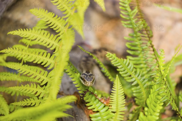 One Vipera berus, the common European adder or common European viper, creeps over rocks and hides