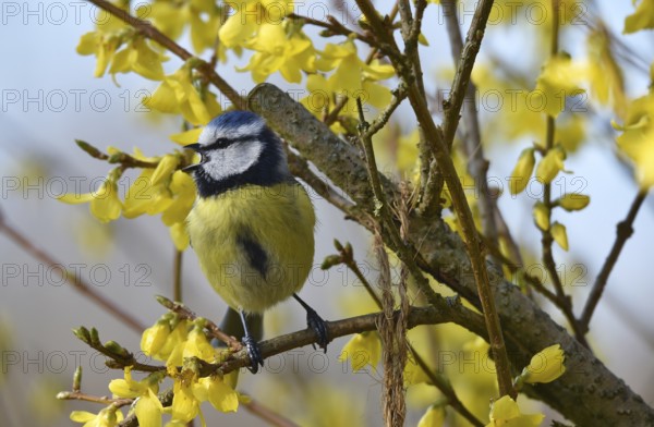 Blue tit, (Cyanistes caeruleus) sits in the forsythia and sings