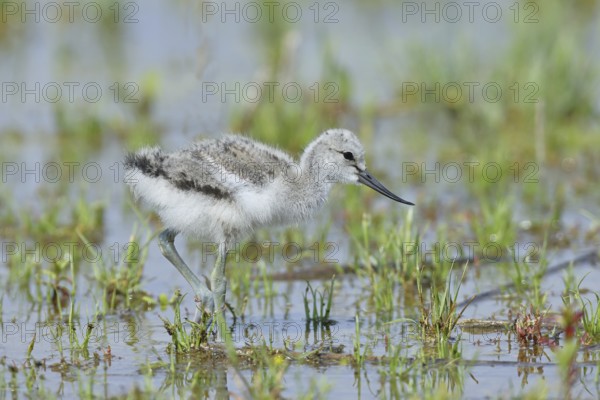 Avocet (Recurvirostra avosetta) Young bird foraging in the shore zone at the lake, Wildlife, Wading