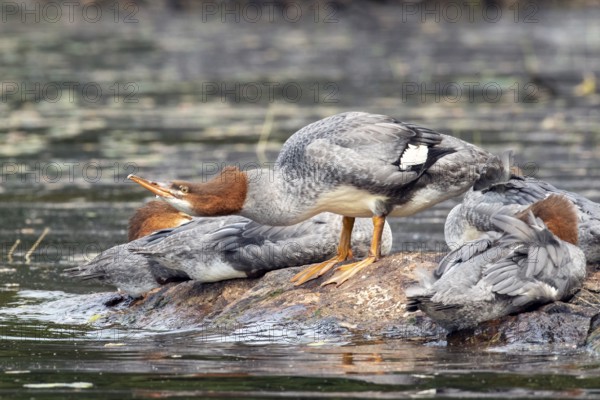 Common merganser. Mergus merganser. A female stands on a rock and drinks. Lake Wapizagonke. La
