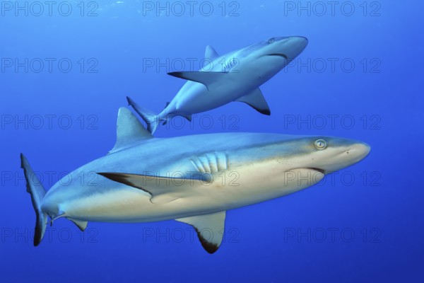 Underwater photo of pair of two specimens of Grey reef shark Carcharhinus amblyrhynchos) swimming