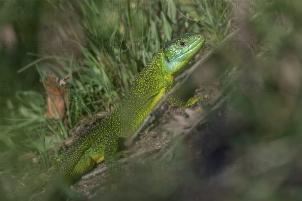 Green lizard (Lacerta bilineata) warming itself in the sun in spring. Bas Rhin, Alsace, France,