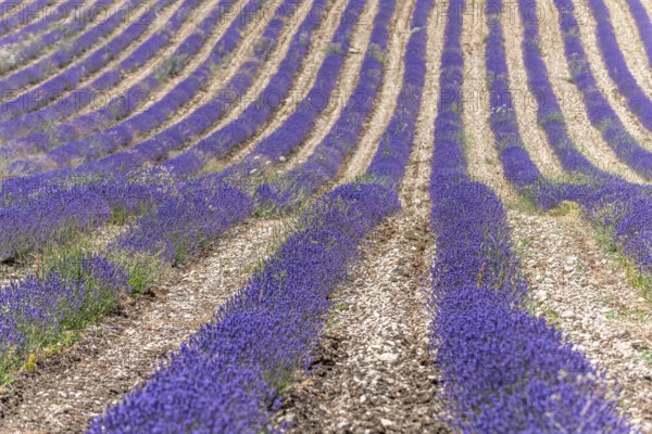 Lavender fields (Lavandula) listed in the inventory of intangible cultural heritage in France.