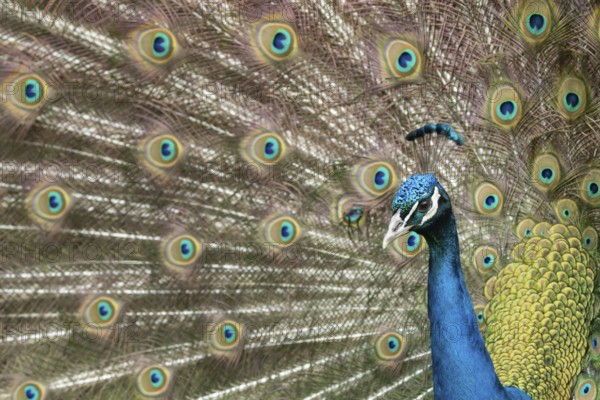 Indian peafowl or Peacock (Pavo cristatus) adult male bird displaying showing its tail feathers,