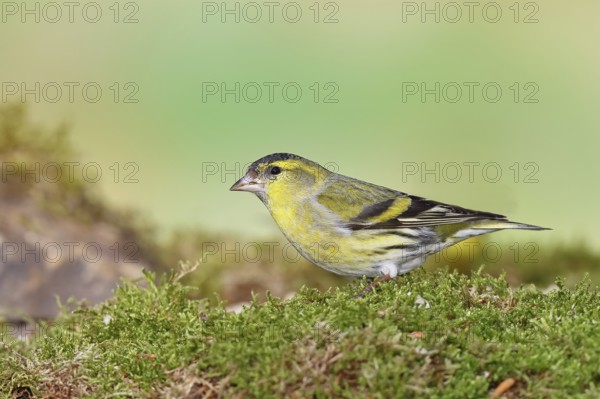 Siskin (Carduelis spinus), male sitting on moss, mossy ground, Wilnsdorf, North Rhine-Westphalia,