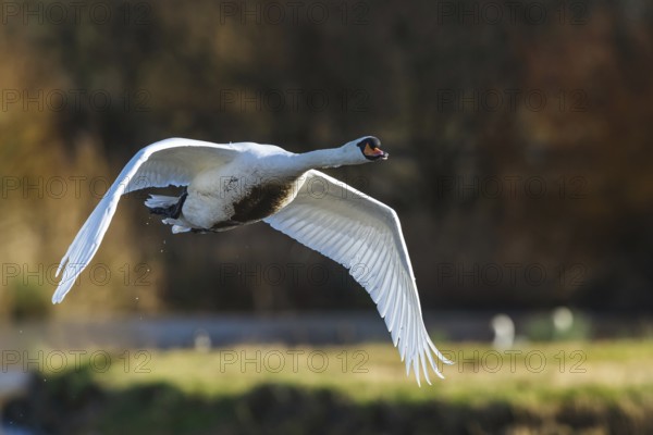 Mute Swan, Cygnus olor, bird in flight at winter on marshes