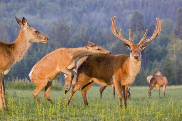 An Altai maral hind, Altai wapiti or Altai elk (Cervus canadensis sibiricus) rides up on a stag and