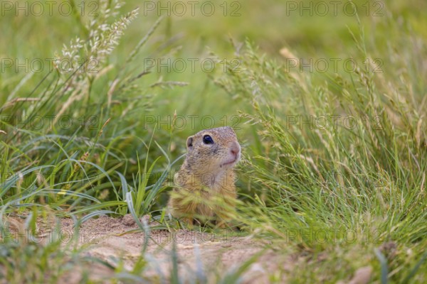 A European ground squirrel (Spermophilus citellus) or European souslik sits in front of its den